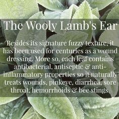 Ground Ivy Medicinal Uses, Medicinal Herbs Garden, Medical Herbs, Herbal Recipes, Natural Healing Remedies, Herbal Apothecary, Healing Plants, Herbal Magic, Herbal Healing