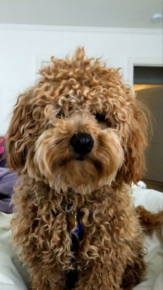 a brown dog sitting on top of a bed