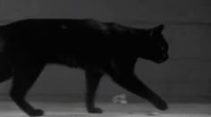 a black cat walking across a white floor