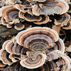 Turkey Tail Mushrooms: Exploring Health Benefits and Culinary Uses