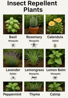 an insect repellent plant chart with different types of plants
