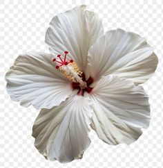 Download free png of PNG Elegant white hibiscus flower by Fluke about hibiscus, light flowers, hibiscus flower … in 2025 | Flower icons, Flower png images, White flower png