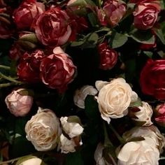 many red and white flowers are growing together