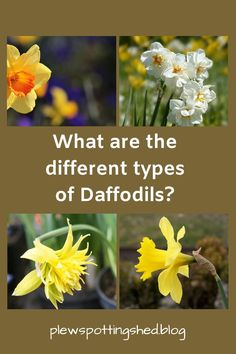 different types of daffodils with the words what are the different types of daffodils?