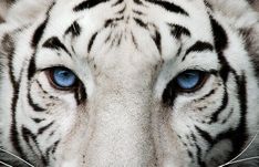a close up of a white tiger's face