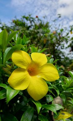 a yellow flower with green leaves in the foreground and blue sky in the background