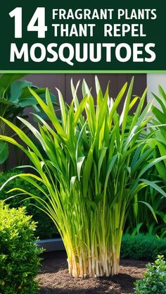 Beautiful and easy-to-grow mosquito repelling plants perfect for adding elegance and creating a natural insect repellant yard. These mosquito plants and plants that repel bugs double as stylish outdoors decor while offering effective natural mosquito repellant solutions.