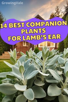 Lambs Ear Companion Plants