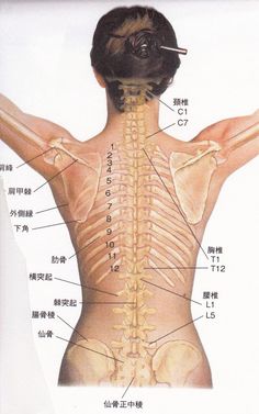 背中をほぐすということ の画像｜アロマと整体の相乗効果♪ Autogenic Training, Yoga Anatomy, Muscle Anatomy, Human Anatomy Drawing, Human Anatomy And Physiology, Medical Anatomy, Human Body Anatomy, Anatomy For Artists, Human Anatomy Art