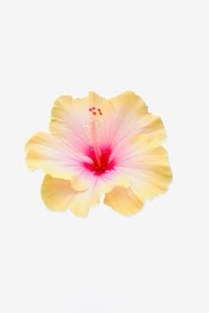 #flowers #yellow #cuteness #aesthetic in 2025 | Yellow flower wallpaper, Yellow aesthetic pastel, Wallpaper pink and yellow