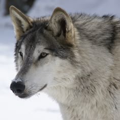 Grey Wolf in the Snow