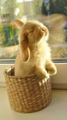 a cat that is sitting in a basket on the window sill with its eyes closed