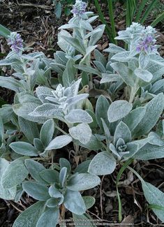 some very pretty flowers in the grass