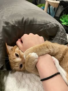 an orange and white cat laying on top of a person's arm next to a pillow