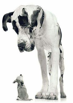 a black and white dog standing next to a small animal with the caption never be afraid to say what you feel