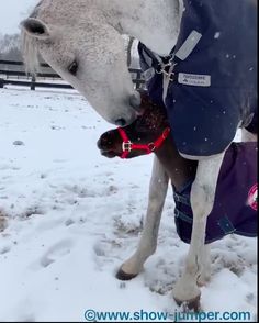 a white horse standing in the snow next to a person with a purple bag on its back