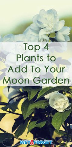 white flowers with the words top 4 plants to add to your moon garden on it