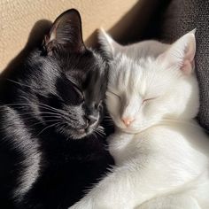 Two Cat Pfp, Cats Together, Black Cat Gif, Cats Couple, Cat Couples, Black And White Cats, Cat Relationship Aesthetic, Black Cat Boyfriend Aesthetic, Black Cat Couple Aesthetic