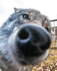 Close-up of a Dog's Nose