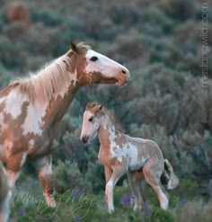 Graceful Overo Mare and Her Adorable Foal