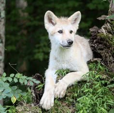 Wolf pup laying on lush green forest