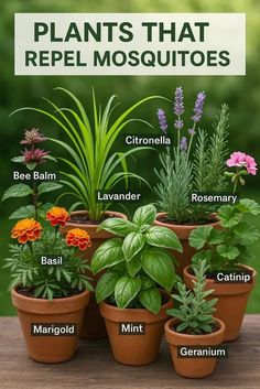 Best Plants For Mosquitoes, Bug Repellent Plants, Bug Repelling Plants, Insect Repelling Plants, Fragrant Plants That Repel Mosquitoes, How To Grow And Use Mosquito Repelling Plants, Garden Plants That Repel Mosquitos, Repellent Plants, Mosquito Repellent Plants
