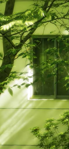 the sun shines through some green leaves in front of a window on a building