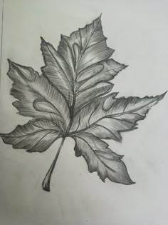 Leaf Drawing