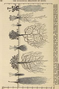 Épinglé par Julia Compton sur imp en 2025 | Dessin plante, Dessin botanique, Racines arbre