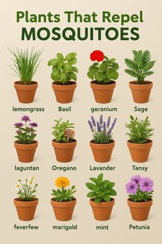 there are many different types of plants in the potted planter, and each one is labeled with their own name