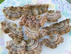 Turkey Tail Mushroom -Trametes versicolor- Stuffed Mushrooms
