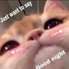Cats | Kittens | Pets on Instagram: "good night I guess :€ Follow @mycatsardor @megameowpage for daily cats dose🙌🏻 . ➖ #catsonly #catsruletheworld #catsmeow #… | Funny animal jokes, Cute cat memes, Cute memes