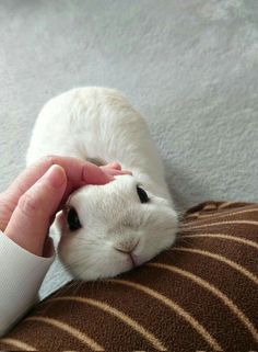 •°▪♡▪°• em 2025 | Fotos de animais fofos, Coelhos de estimação, Fotos de animais fofinhos