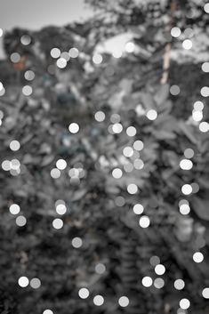 black and white photograph of blurry lights in front of a tree with no leaves