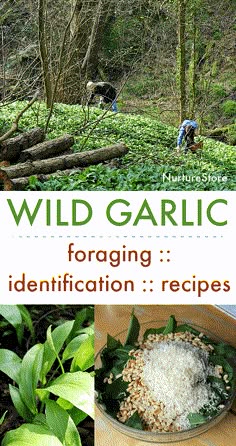 Flavorful Wild Garlic Pesto Recipe - NurtureStore