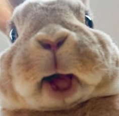Pin de Arlene Coleman em sweet bunnies em 2025 | Fotos de coelhos, Filhotes fofos, Coelhos de estimação