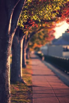 the sidewalk is lined with trees on both sides