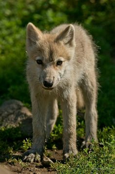 Pin by The Lone on Wolf  References in 2025 | Baby wolves, Cute animal pictures, Cute animals