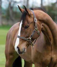 a brown horse standing on top of a lush green field