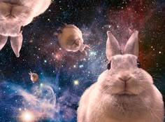 Pin de Amanda White en Bunnies | Mascotas bonitas, Animales chistosos, Humor de animales