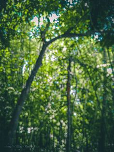 the sun is shining through the trees in the forest