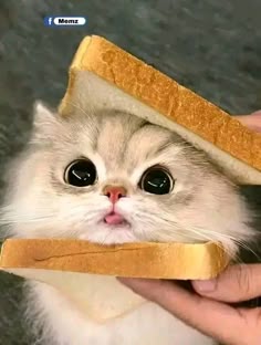Cute Cat Bread Face, Cat With Sandwich, Cat In Toast, Bread Kittens, Cat With Bread, Butter Cat, Sandwich Cat, Cat Eating Bread, Cute Cat Memes Funny