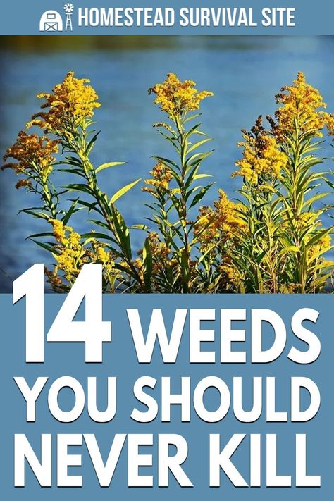 Selected board cover image