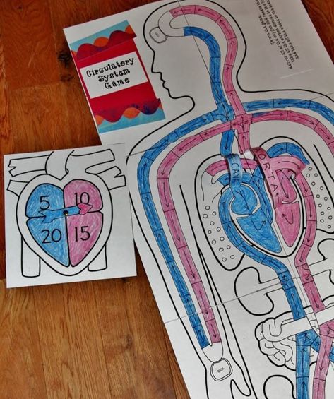 16 Hands-On Heart and Circulatory System Activities For Kids Biology Lessons, Pre K, Science Projects, Montessori, Middle School Science, Secondary Science, Science Lessons, Science Activities, Homeschool Science