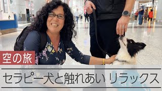 「幸せでとけそう」　トルコ空港で「セラピー犬」が活躍　近く倍増へ