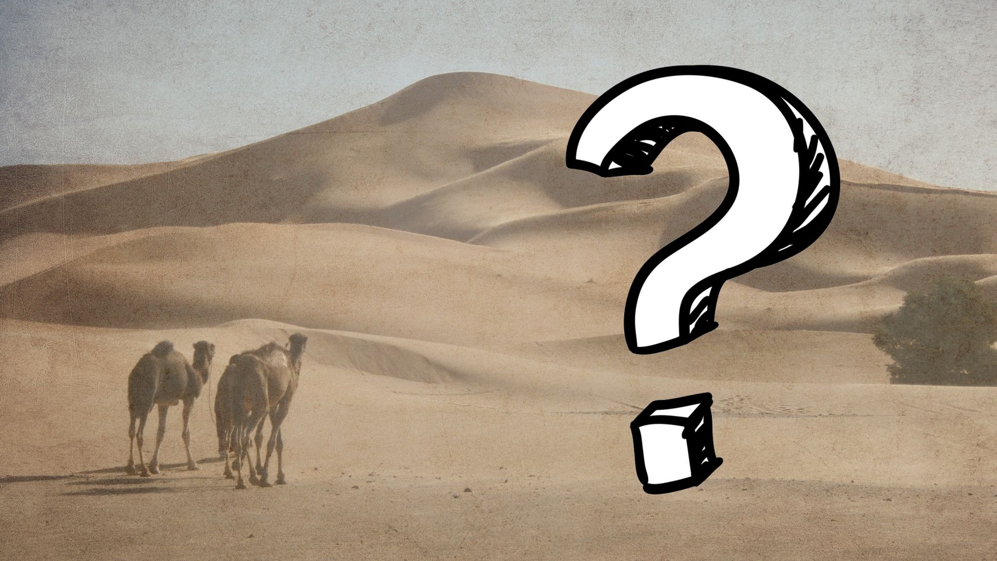 Camels dune question mark
