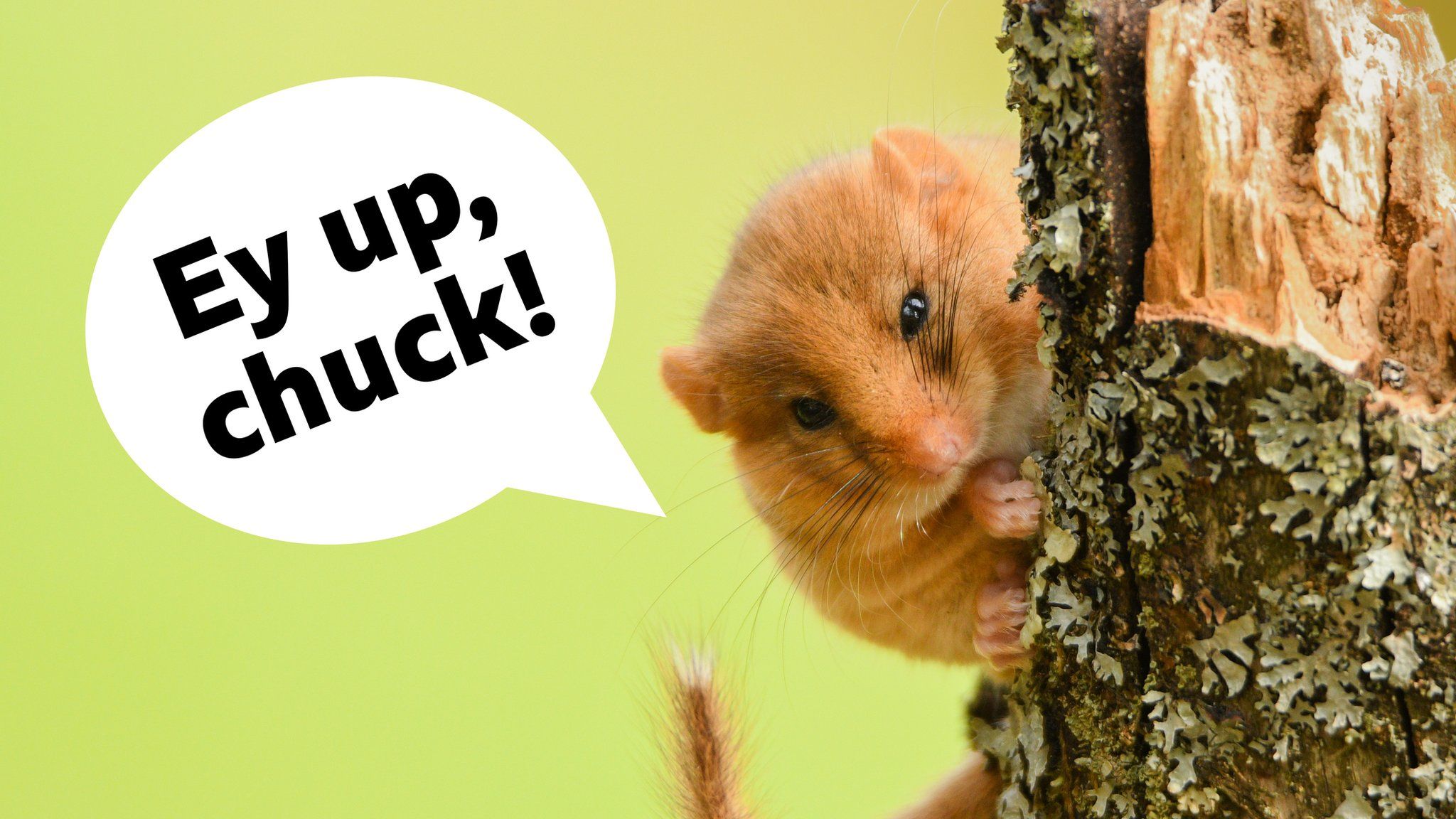 dormouse holding on to a tree with a speech bubble that reads "ey up, chuck"