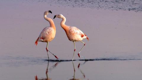 two flamingos in the water at San Pedro de Atacama