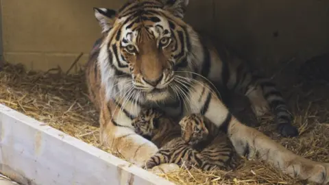 Tiger looking towards the camera with two cubs between her front legs