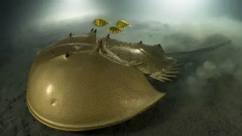Award-winning tri-spine horseshoe crab image